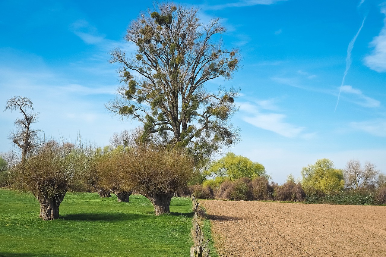 farmland in visalia ca